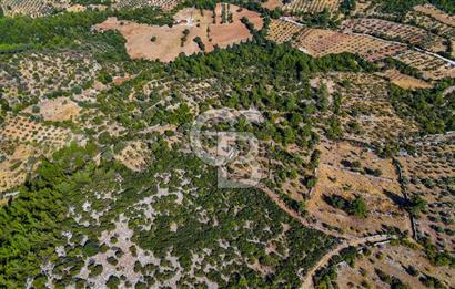 MENTEŞE DENİZOVA'DA SATILIK 7,186 TARLA