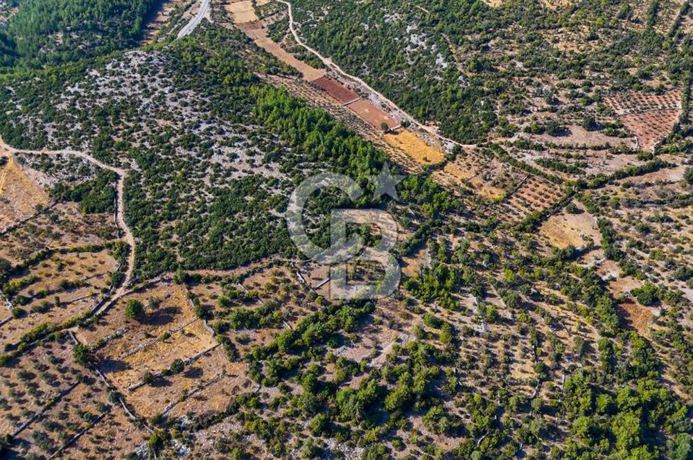 MENTEŞE DENİZOVA'DA SATILIK 7,186 TARLA