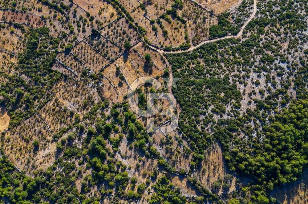 MENTEŞE DENİZOVA'DA SATILIK 7,186 TARLA