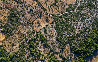 MENTEŞE DENİZOVA'DA SATILIK 7,186 TARLA