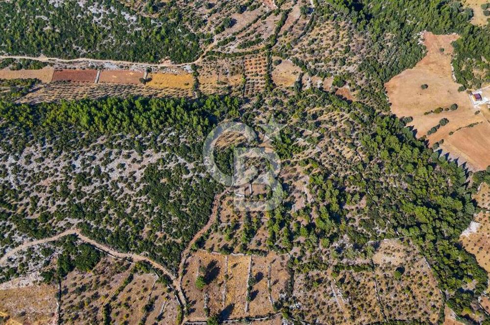 MENTEŞE DENİZOVA'DA SATILIK 7,186 TARLA