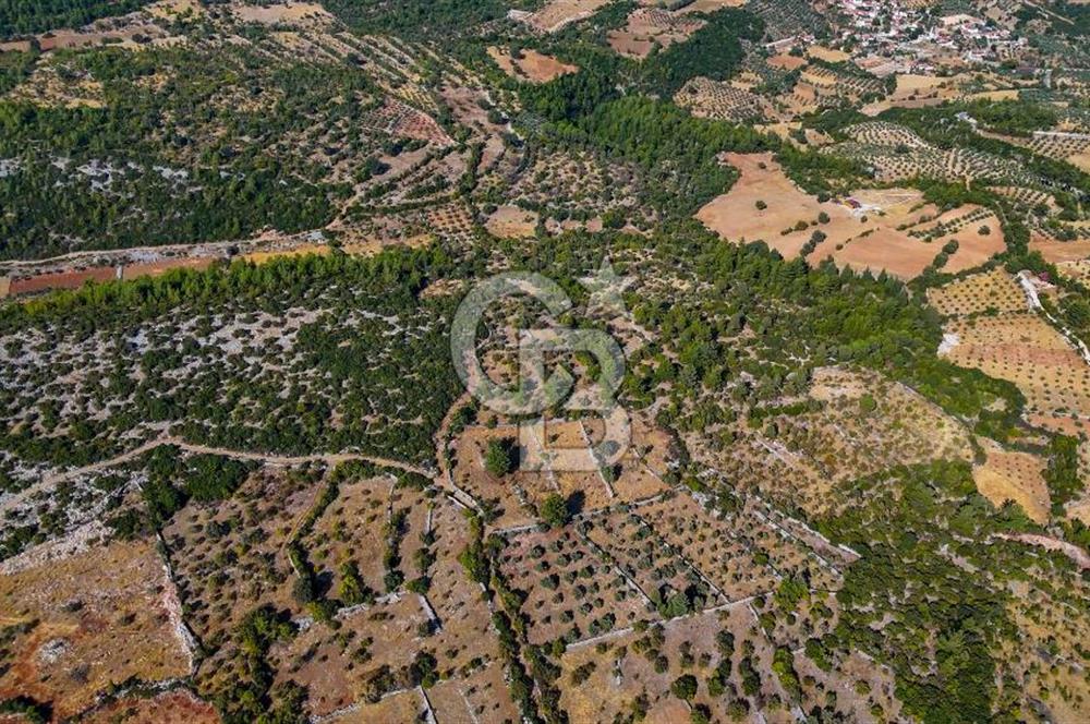 MENTEŞE DENİZOVA'DA SATILIK 7,186 TARLA