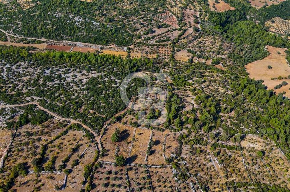 MENTEŞE DENİZOVA'DA SATILIK 7,186 TARLA