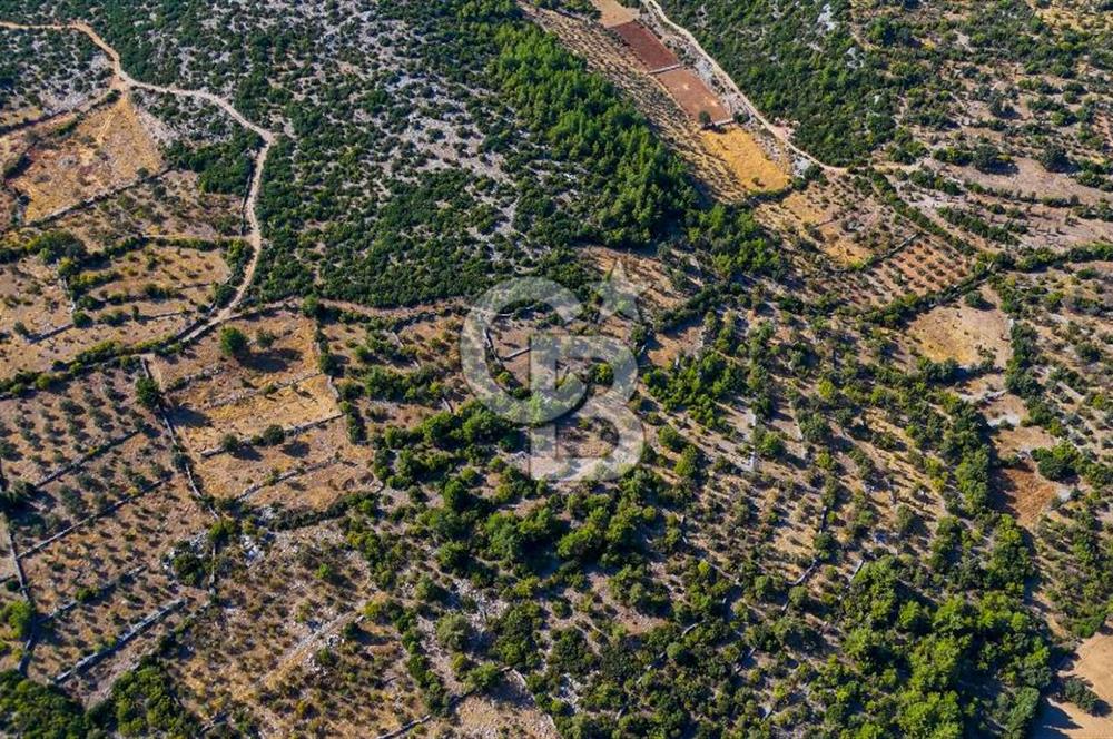 MENTEŞE DENİZOVA'DA SATILIK 7,186 TARLA