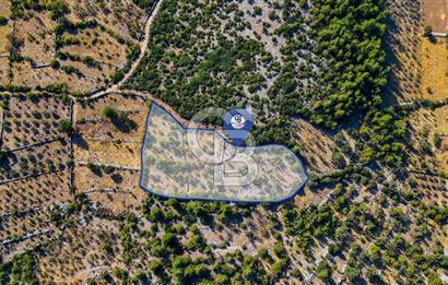 MENTEŞE DENİZOVA'DA SATILIK 7,186 TARLA