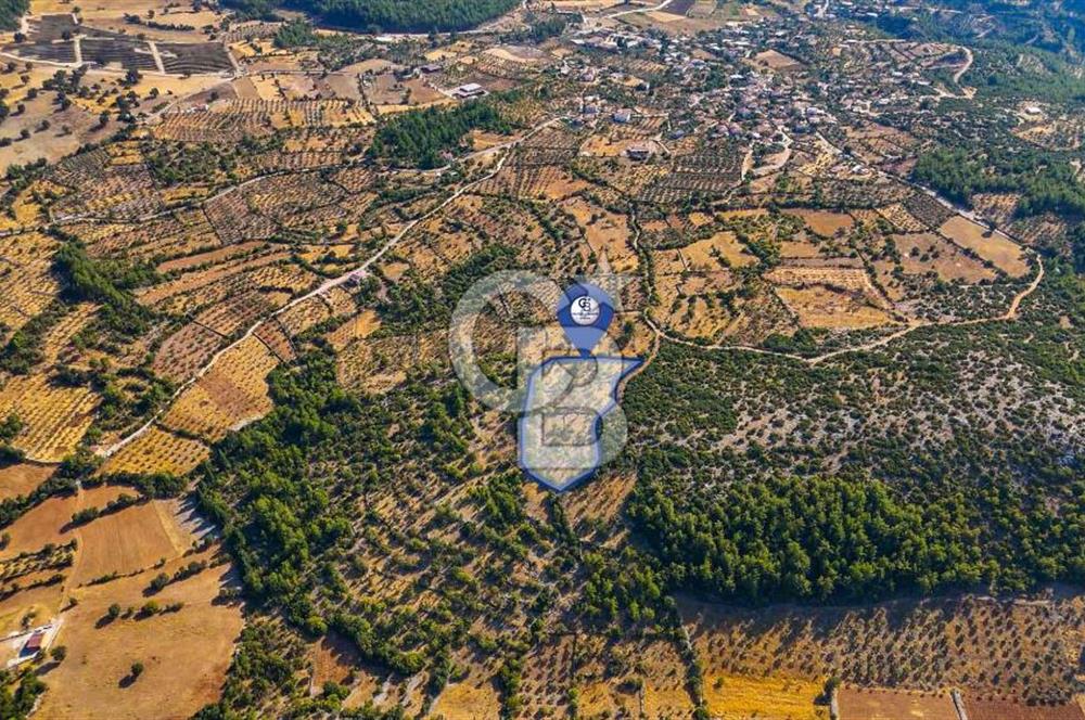 MENTEŞE DENİZOVA'DA SATILIK 7,186 TARLA