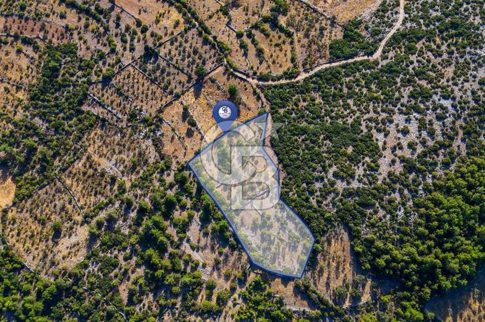 MENTEŞE DENİZOVA'DA SATILIK 7,186 TARLA