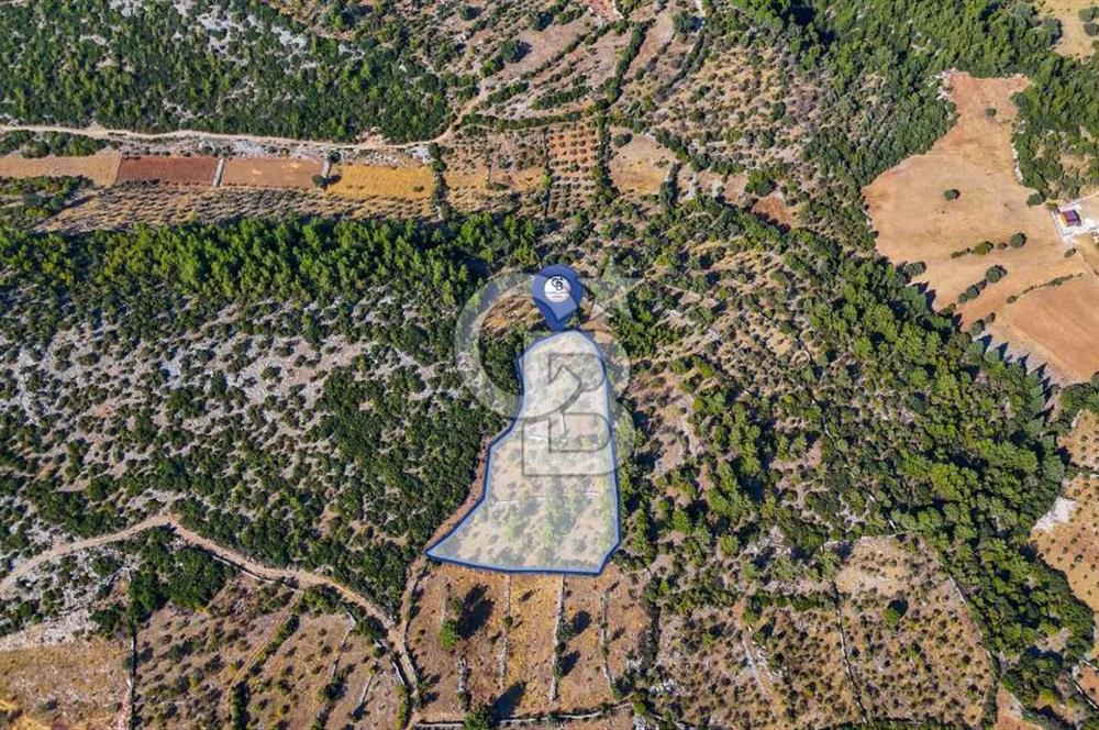 MENTEŞE DENİZOVA'DA SATILIK 7,186 TARLA