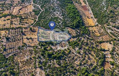 MENTEŞE DENİZOVA'DA SATILIK 7,186 TARLA