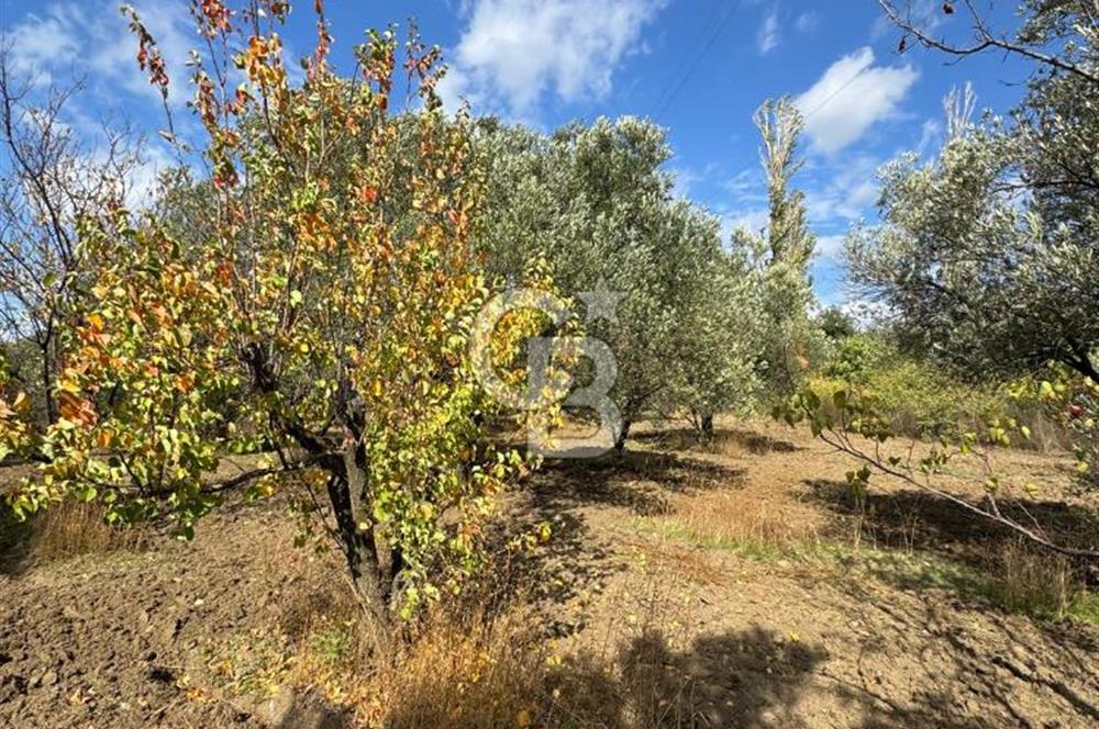 ÇANAKKALE GÖKKÖY'DE 42 DÖNÜM SULU ÖZEL ÜRÜN SINIFINDA EMSALSİZ TARLA 