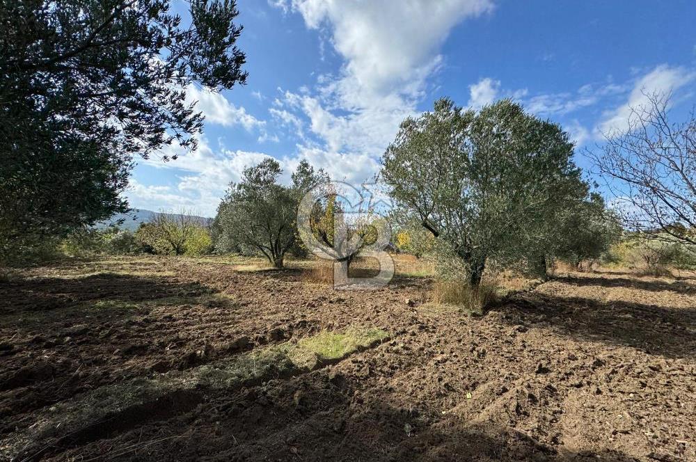 ÇANAKKALE GÖKKÖY'DE 42 DÖNÜM SULU ÖZEL ÜRÜN SINIFINDA EMSALSİZ TARLA 