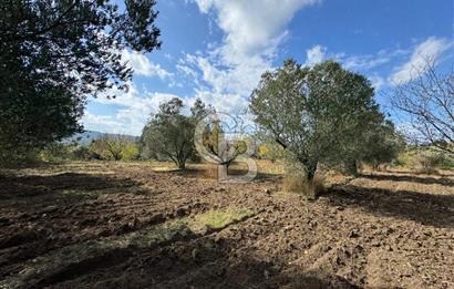 ÇANAKKALE GÖKKÖY'DE 42 DÖNÜM SULU ÖZEL ÜRÜN SINIFINDA EMSALSİZ TARLA 