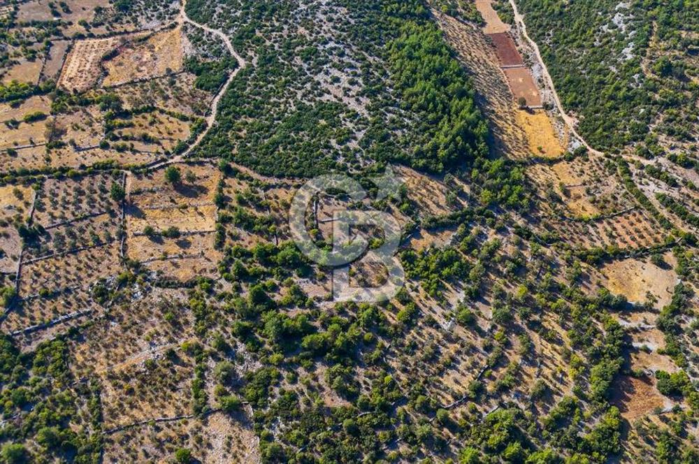 MENTEŞE DENİZOVA'DA SATILIK 7,186 TARLA