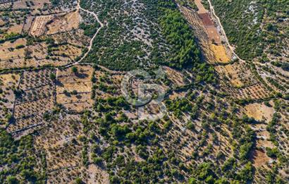 MENTEŞE DENİZOVA'DA SATILIK 7,186 TARLA