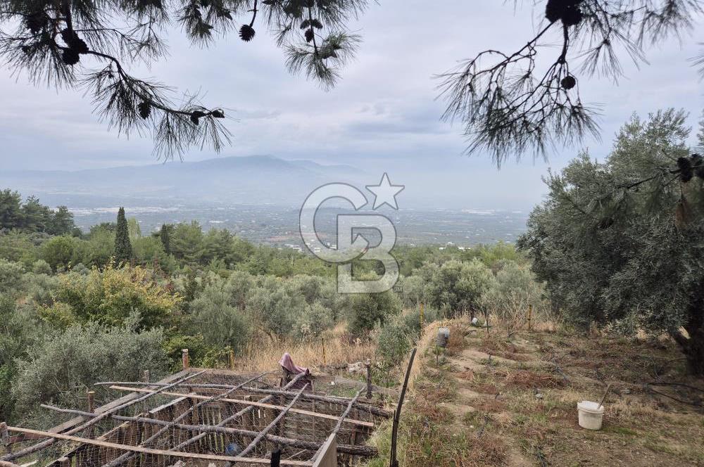 Kemalpaşa Armutlu'da İçinde Numaratajlı Evi Olan 3.3 Dönüm