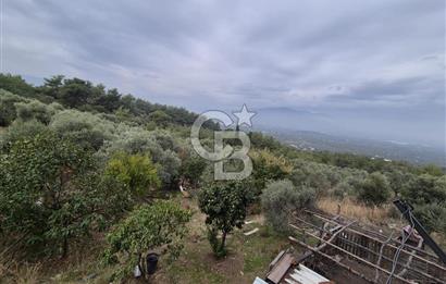 Kemalpaşa Armutlu'da İçinde Numaratajlı Evi Olan 3.3 Dönüm