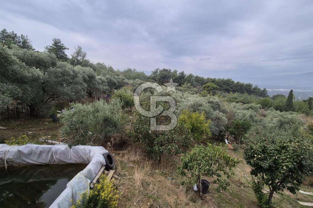 Kemalpaşa Armutlu'da İçinde Numaratajlı Evi Olan 3.3 Dönüm