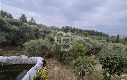 Kemalpaşa Armutlu'da İçinde Numaratajlı Evi Olan 3.3 Dönüm