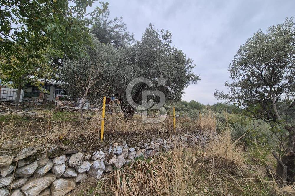 Kemalpaşa Armutlu'da İçinde Numaratajlı Evi Olan 3.3 Dönüm