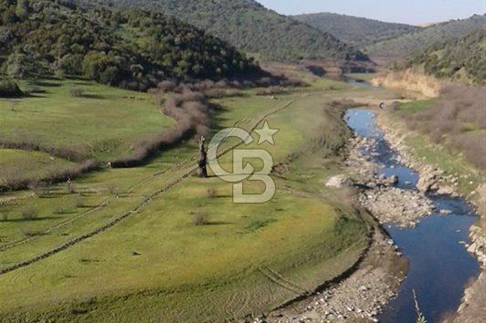 AYDIN ÇİNE'DE YOLA CEPHE 5512M2 SATILIK ZEYTİNLİK