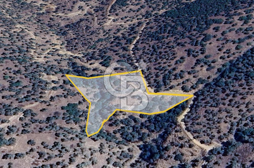 AYDIN ÇİNE'DE YOLA CEPHE 2557M2 SATILIK ZEYTİNLİK