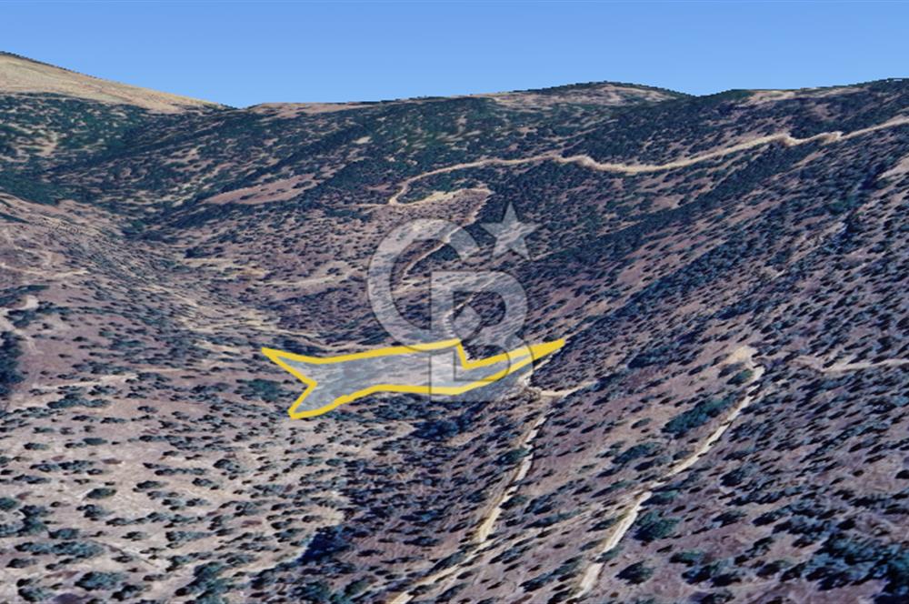 AYDIN ÇİNE'DE YOLA CEPHE 2557M2 SATILIK ZEYTİNLİK