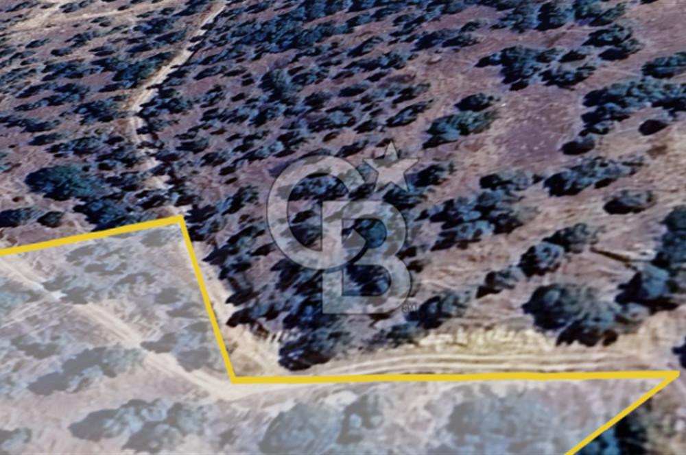 AYDIN ÇİNE'DE YOLA CEPHE 2557M2 SATILIK ZEYTİNLİK