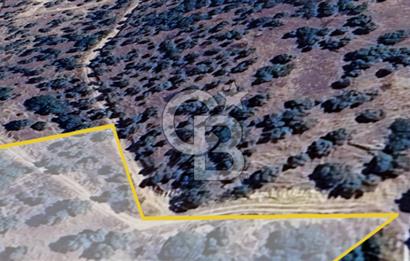 AYDIN ÇİNE'DE YOLA CEPHE 2557M2 SATILIK ZEYTİNLİK