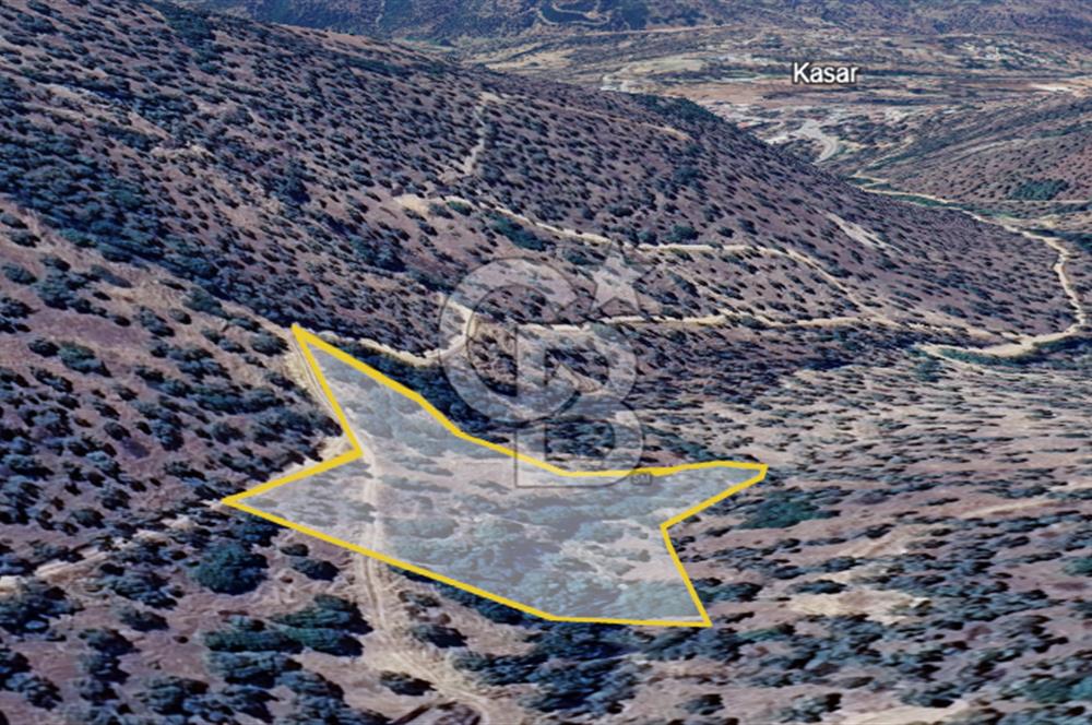 AYDIN ÇİNE'DE YOLA CEPHE 2557M2 SATILIK ZEYTİNLİK