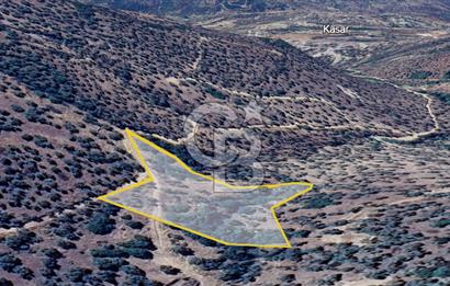 AYDIN ÇİNE'DE YOLA CEPHE 2557M2 SATILIK ZEYTİNLİK