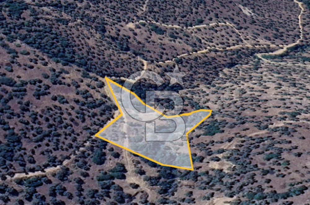 AYDIN ÇİNE'DE YOLA CEPHE 2557M2 SATILIK ZEYTİNLİK