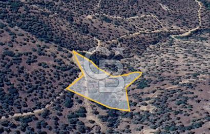 AYDIN ÇİNE'DE YOLA CEPHE 2557M2 SATILIK ZEYTİNLİK