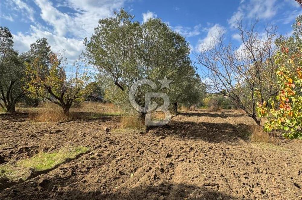 ÇANAKKALE GÖKKÖY'DE 42 DÖNÜM SULU ÖZEL ÜRÜN SINIFINDA EMSALSİZ TARLA 