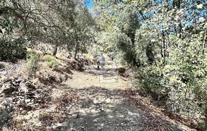 AYDIN ÇİNE'DE YOLA CEPHE 5512M2 SATILIK ZEYTİNLİK