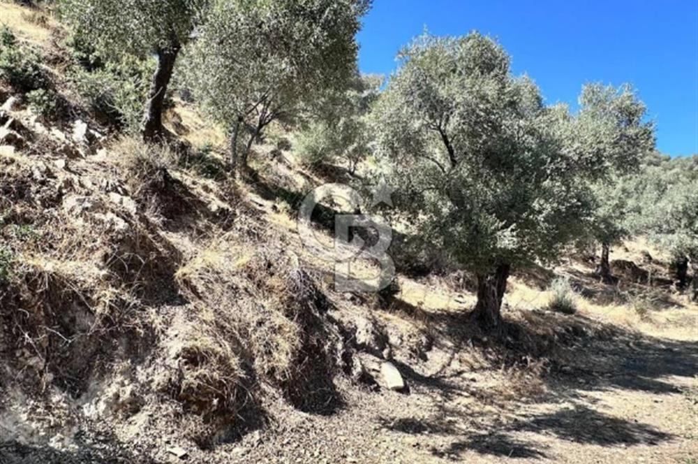 AYDIN ÇİNE'DE YOLA CEPHE 5512M2 SATILIK ZEYTİNLİK