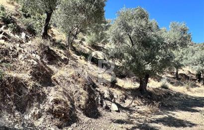 AYDIN ÇİNE'DE YOLA CEPHE 5512M2 SATILIK ZEYTİNLİK