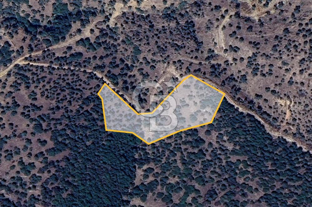 AYDIN ÇİNE'DE YOLA CEPHE 5512M2 SATILIK ZEYTİNLİK