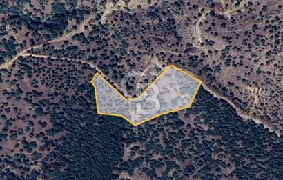 AYDIN ÇİNE'DE YOLA CEPHE 5512M2 SATILIK ZEYTİNLİK