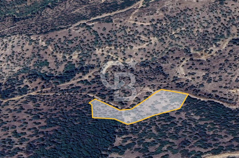 AYDIN ÇİNE'DE YOLA CEPHE 5512M2 SATILIK ZEYTİNLİK