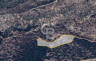 AYDIN ÇİNE'DE YOLA CEPHE 5512M2 SATILIK ZEYTİNLİK