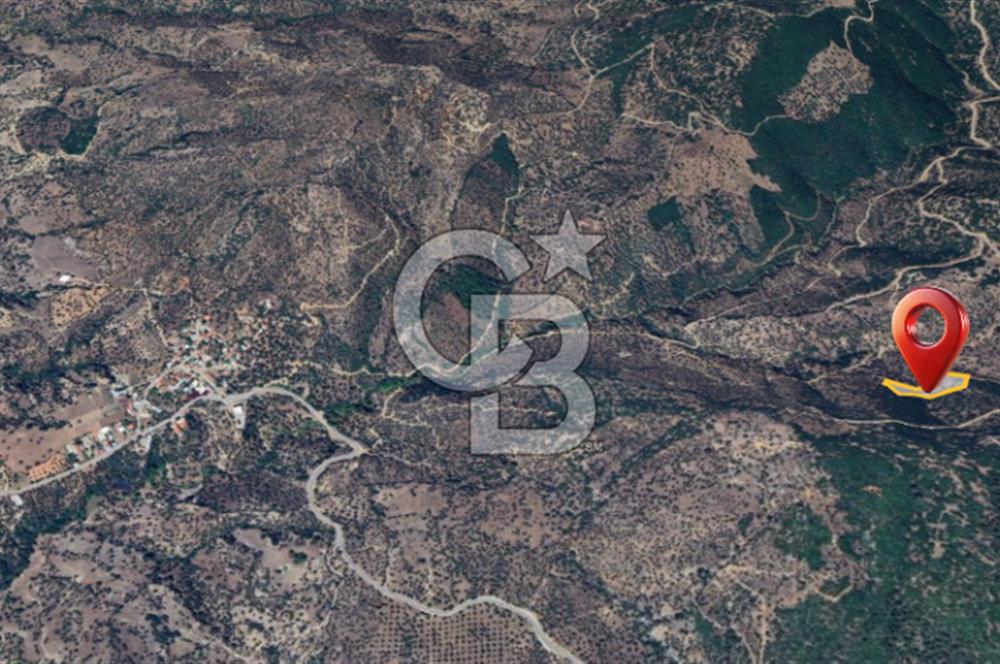 AYDIN ÇİNE'DE YOLA CEPHE 5512M2 SATILIK ZEYTİNLİK