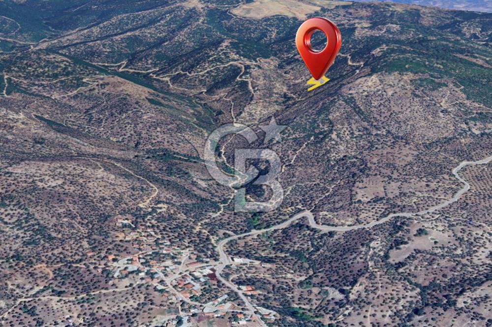 AYDIN ÇİNE'DE YOLA CEPHE 5512M2 SATILIK ZEYTİNLİK