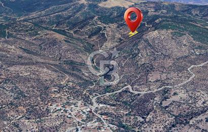 AYDIN ÇİNE'DE YOLA CEPHE 5512M2 SATILIK ZEYTİNLİK