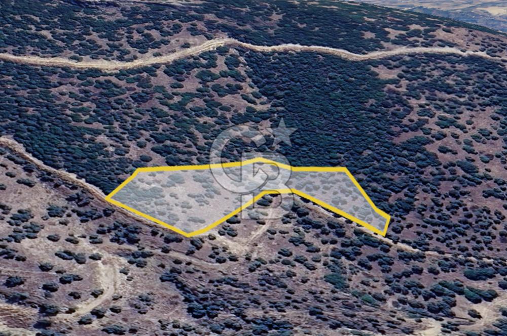 AYDIN ÇİNE'DE YOLA CEPHE 5512M2 SATILIK ZEYTİNLİK