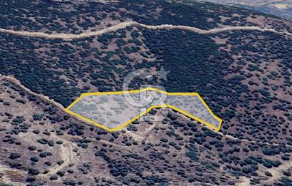 AYDIN ÇİNE'DE YOLA CEPHE 5512M2 SATILIK ZEYTİNLİK