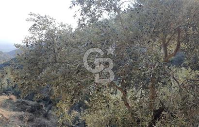 AYDIN ÇİNE'DE YOLA CEPHE 2557M2 SATILIK ZEYTİNLİK