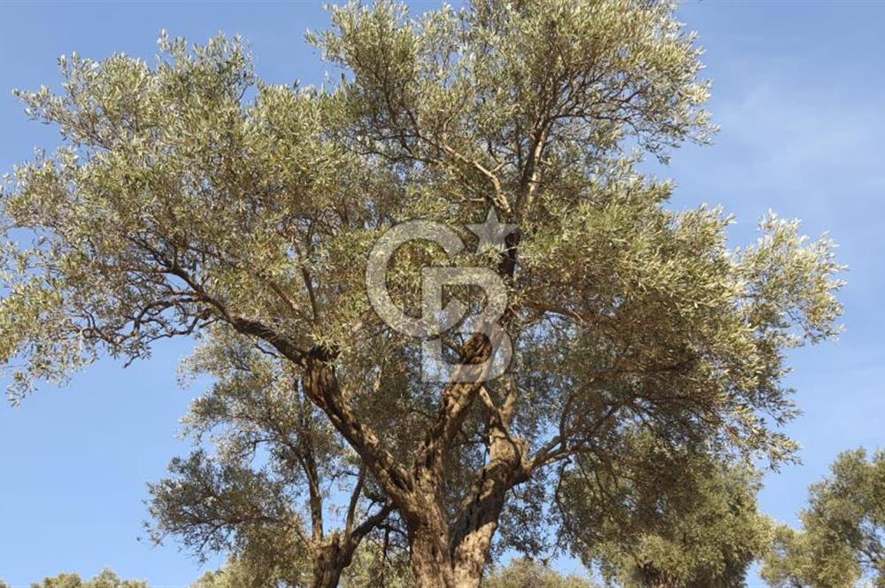 AYDIN ÇİNE'DE YOLA CEPHE 5512M2 SATILIK ZEYTİNLİK