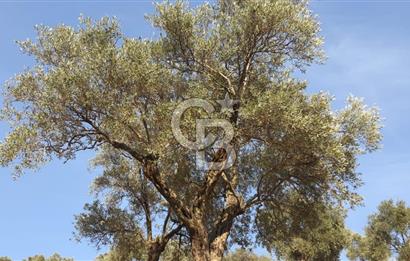 AYDIN ÇİNE'DE YOLA CEPHE 5512M2 SATILIK ZEYTİNLİK