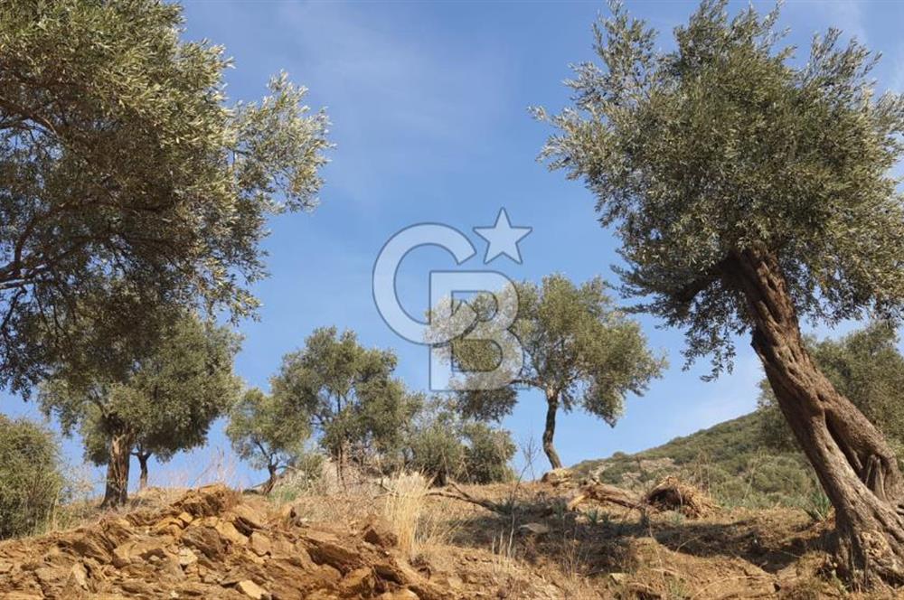 AYDIN ÇİNE'DE YOLA CEPHE 5512M2 SATILIK ZEYTİNLİK