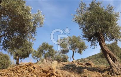 AYDIN ÇİNE'DE YOLA CEPHE 5512M2 SATILIK ZEYTİNLİK
